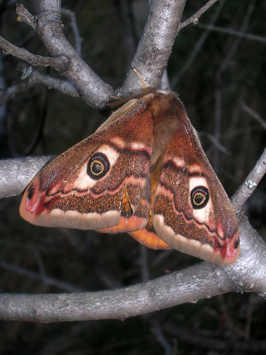 Saturnia pavoniella