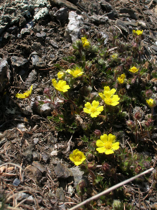 Potentilla
