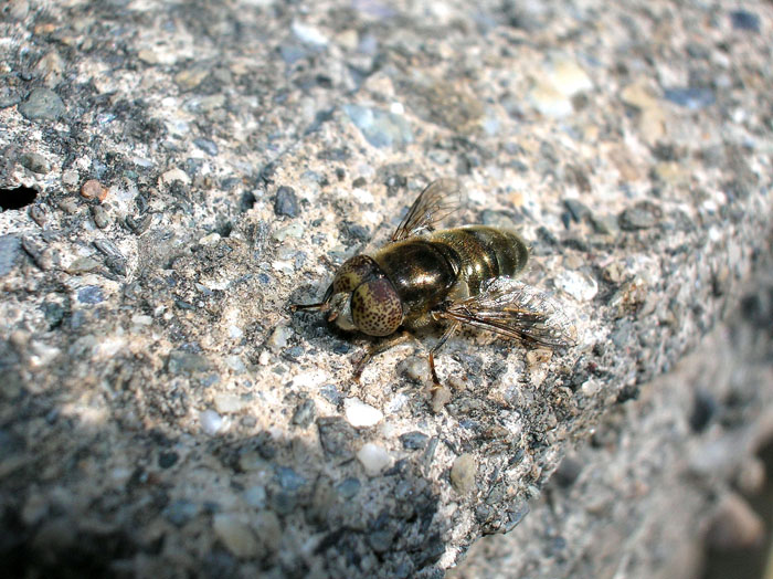 Eristalinus aeneus