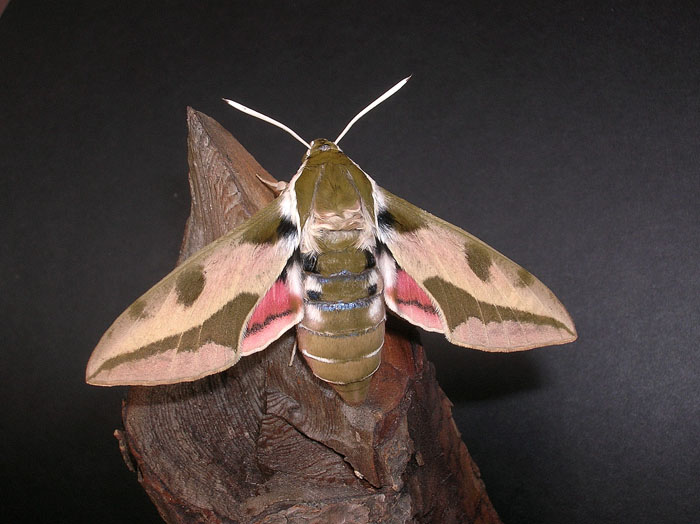 Hyles euphorbiae
