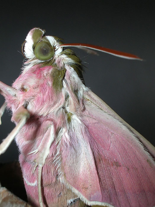 Hyles euphorbiae
