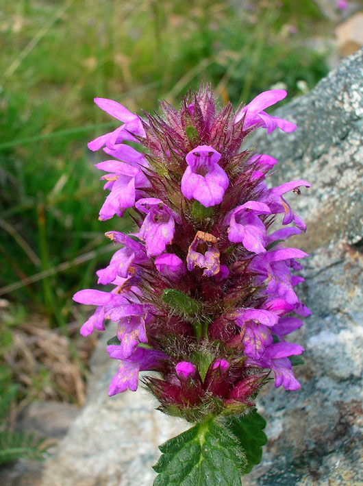 Betonica hirsuta (=Stachys pradica) / Betonica densiflora
