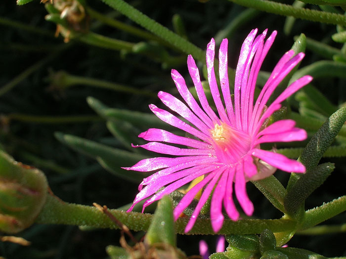Sedum e Delosperma
