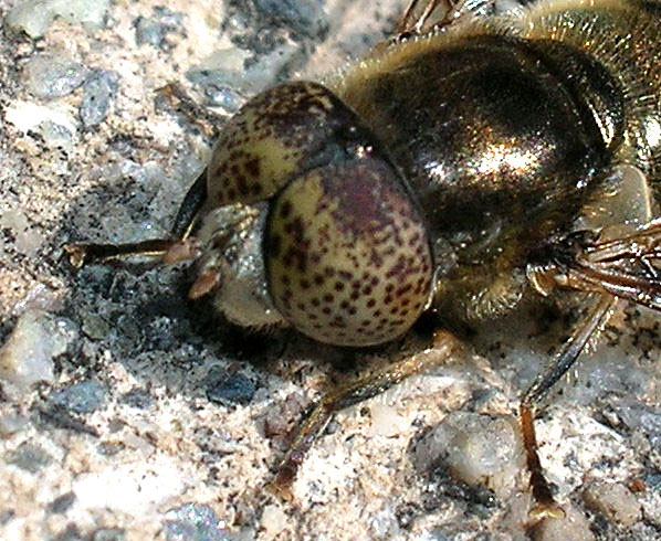 Eristalinus aeneus