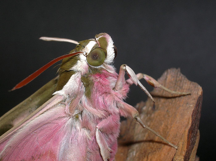 Hyles euphorbiae