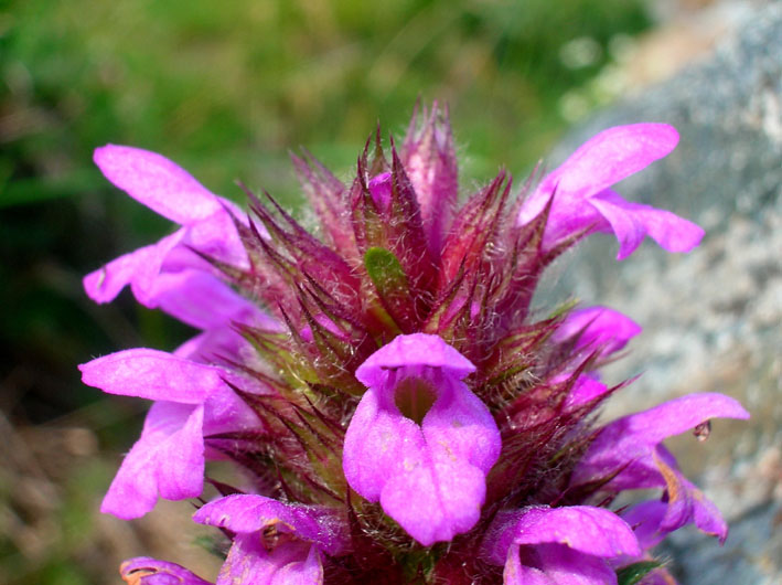 Betonica hirsuta (=Stachys pradica) / Betonica densiflora