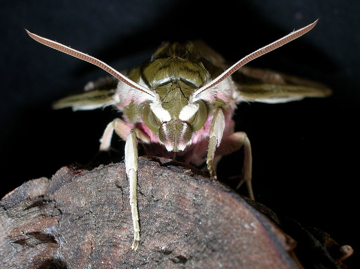 Hyles euphorbiae