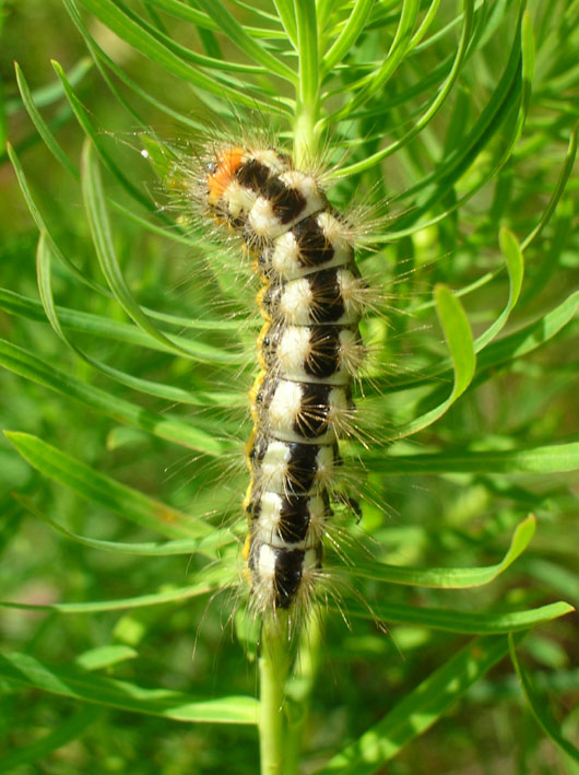 Acronicta euphorbiae, bruco (Lep. Noctuidae)