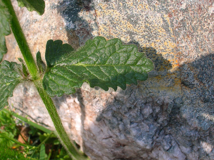 Betonica hirsuta (=Stachys pradica) / Betonica densiflora