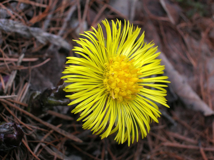 Tussilago farfara / Tossilaggine comune