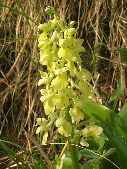 Orchis pallens