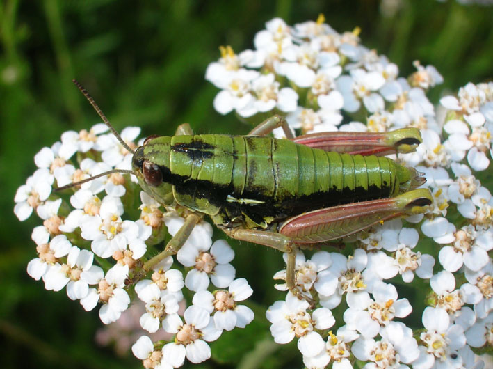 Epipodisma pedemontana