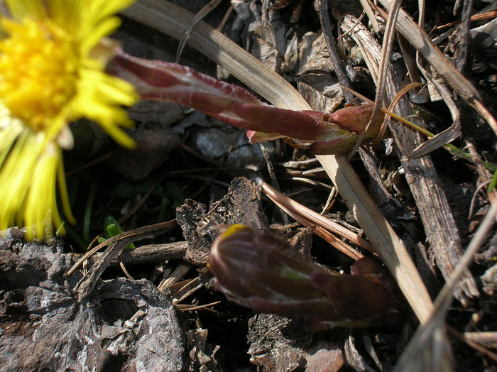 Tussilago farfara / Tossilaggine comune