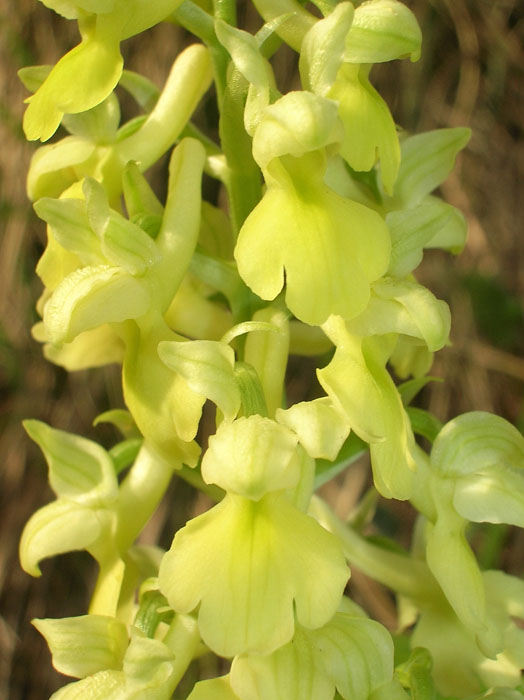 Orchis pallens