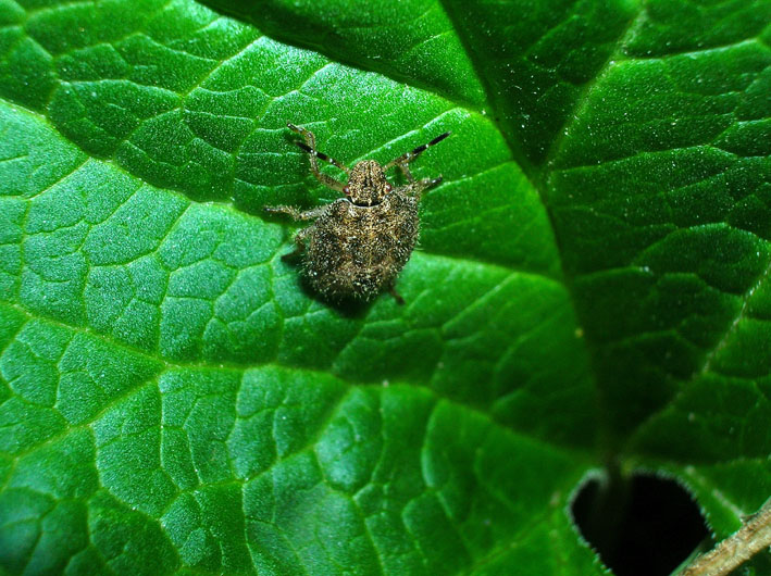 ninfa pelosa di Dolycoris baccarum