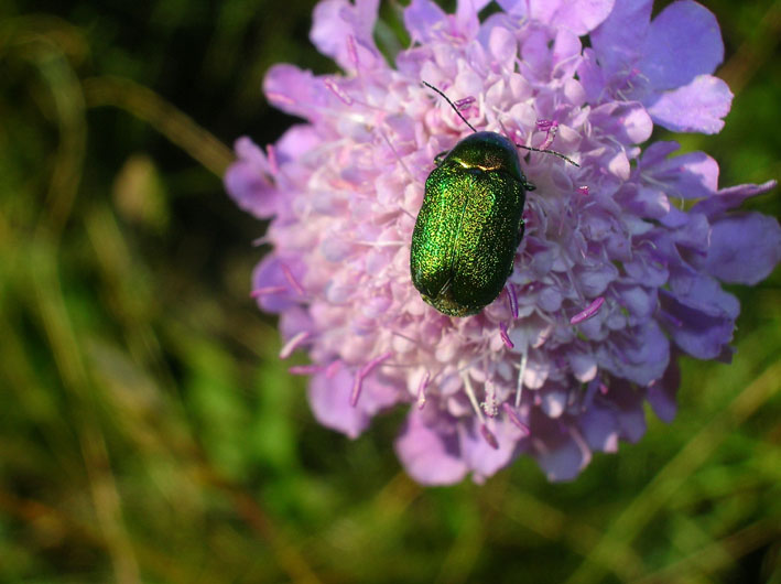 Chrysomelidae...Cryptocephalus sp.