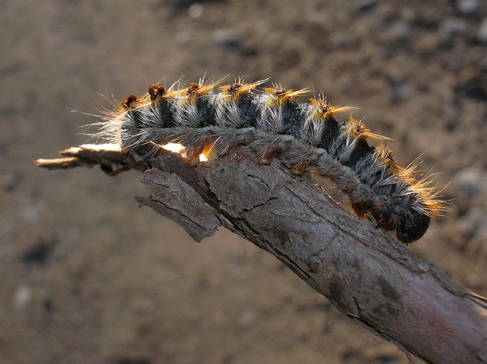 Traumatocampa pityocampa