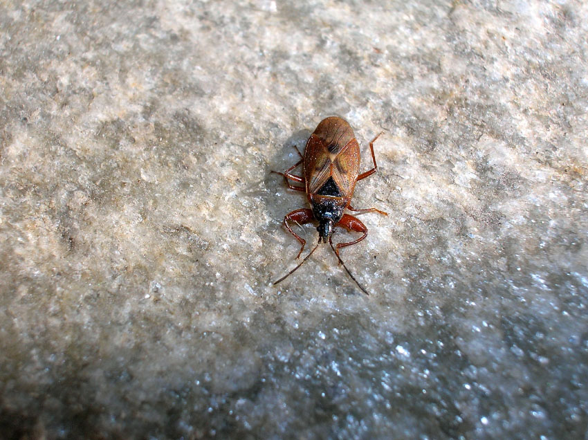 Emittero sul balcone: Gastrodes abietum (Lygaeidae)