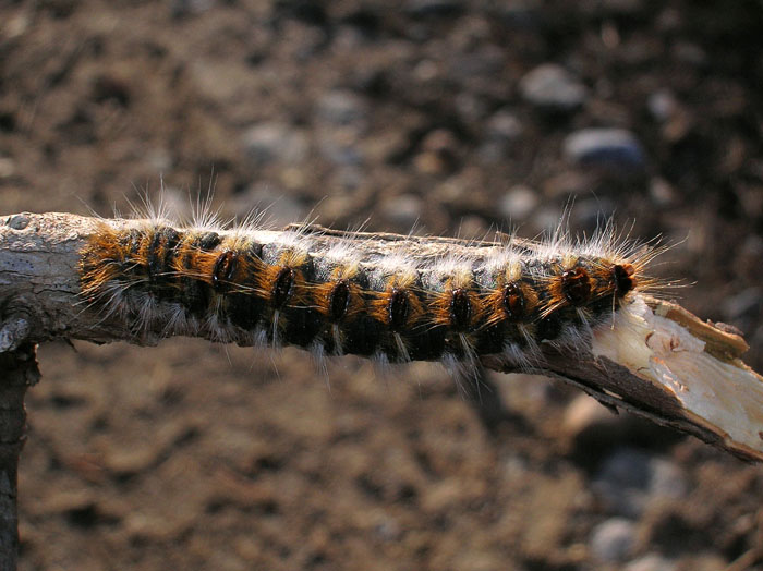 Traumatocampa pityocampa