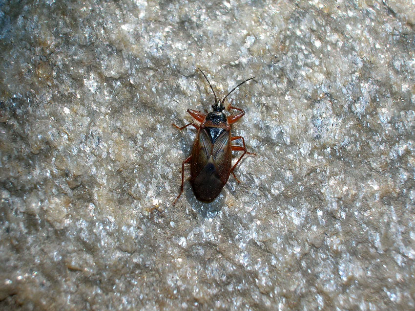 Emittero sul balcone: Gastrodes abietum (Lygaeidae)