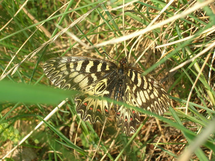 Zerynthia polyxena?