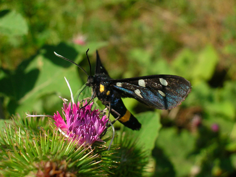 Amata phegea