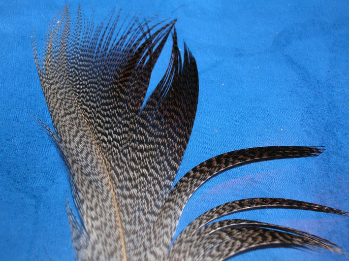 Piume - Germano reale (Anas platyrrhinchos)