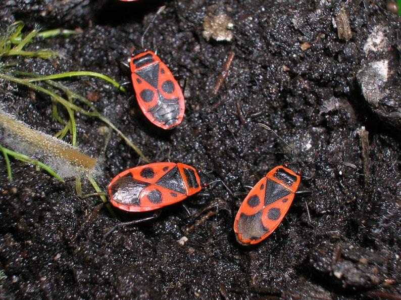 Pyrrhocoris apterus (f.pennata), forma alata