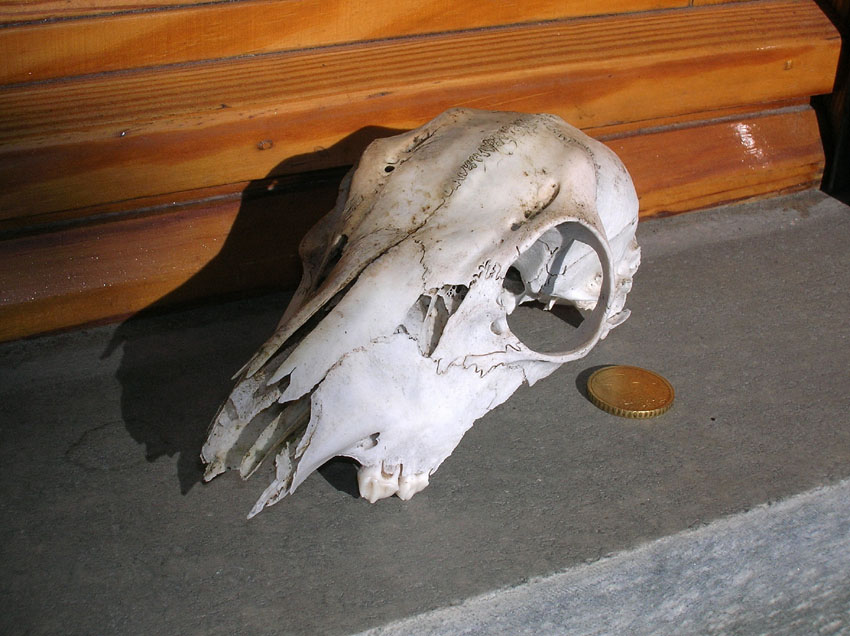 Cranio 1
