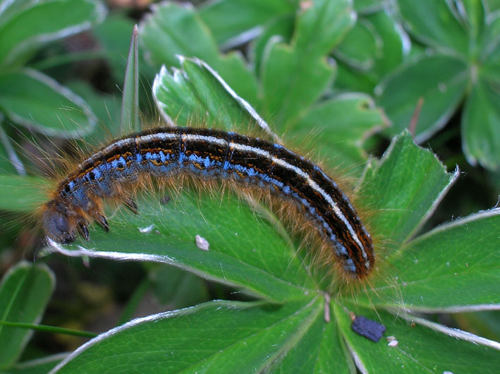 Malacosoma castrense