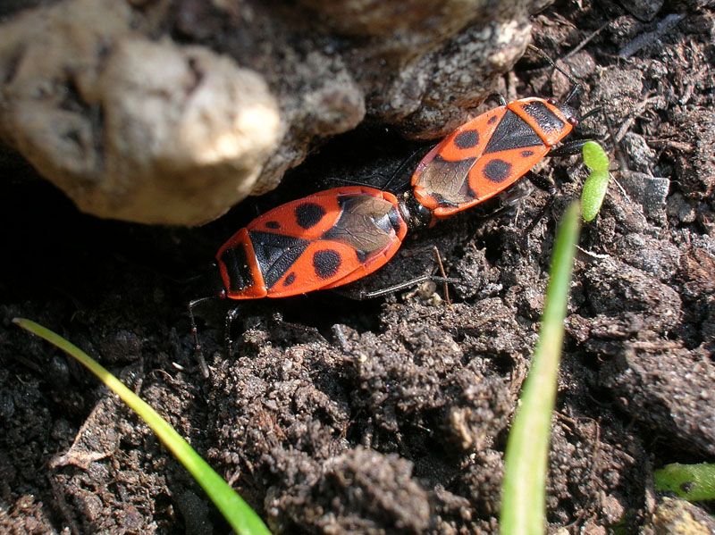 Pyrrhocoris apterus (f.pennata), forma alata