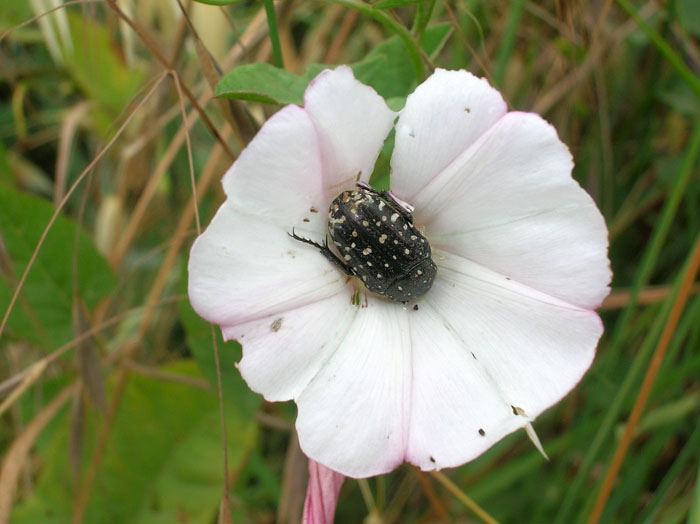 Oxythyrea funesta