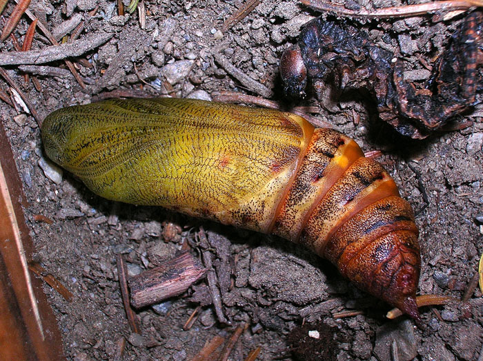 Hyles euphorbiae