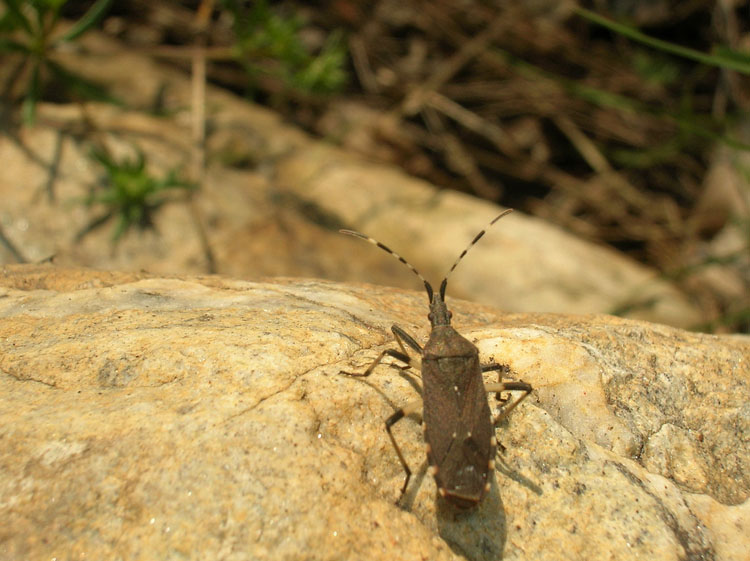 Dicranocephalus agilis (Heteroptera, Stenocephalidae)