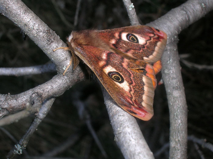 Saturnia pavoniella