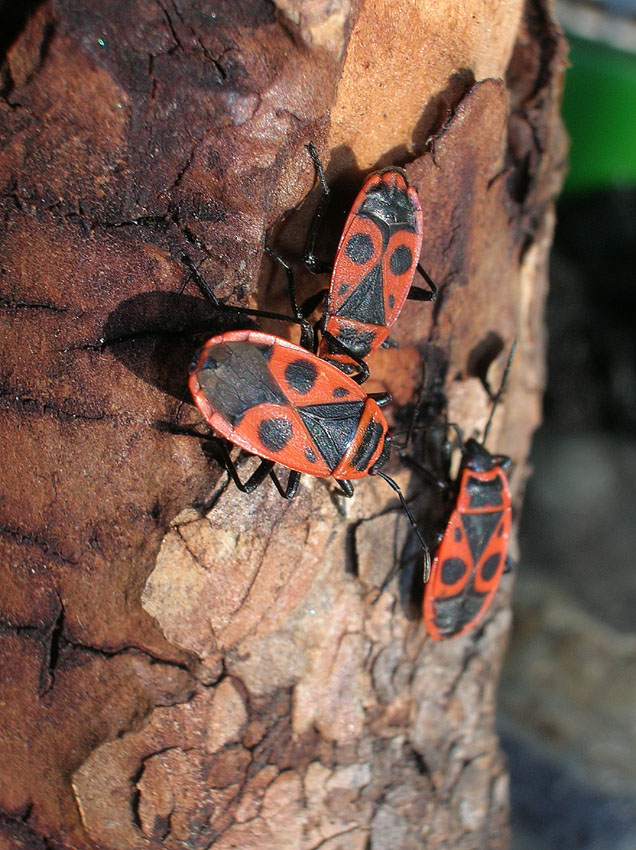 Pyrrhocoris apterus (f.pennata), forma alata