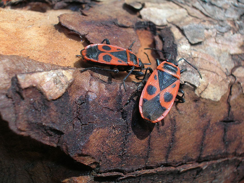 Pyrrhocoris apterus (f.pennata), forma alata