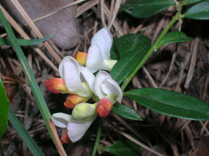 Polygaloides (=Polygala) chamaebuxus / Poligala falso-bosso