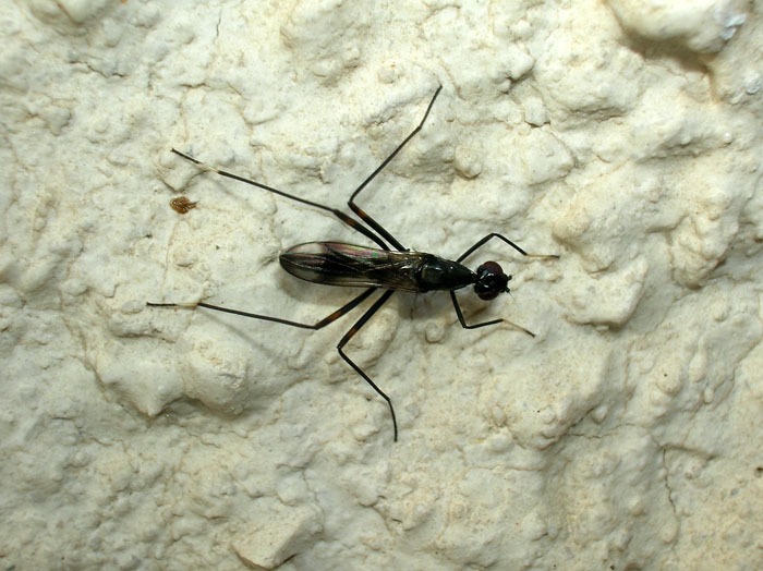 Rainieria calceata (Diptera, Micropezidae)