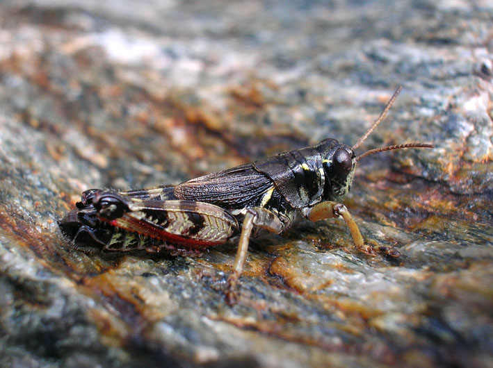 Melanoplus frigidus