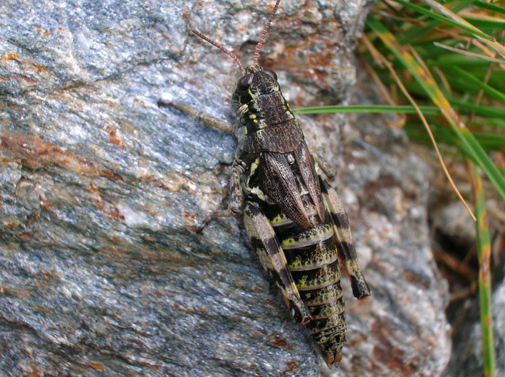 Melanoplus frigidus