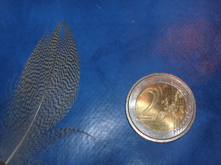 Piume - Germano reale (Anas platyrrhinchos)