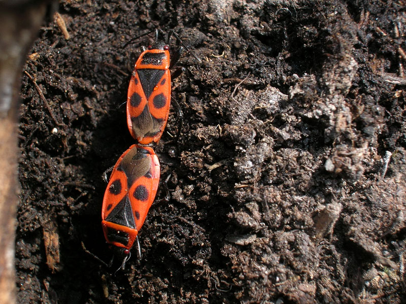 Pyrrhocoris apterus (f.pennata), forma alata