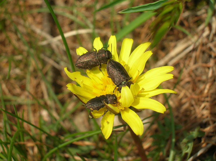 Anthaxia helvetica