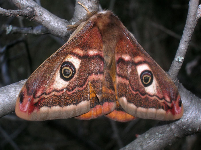 Saturnia pavoniella