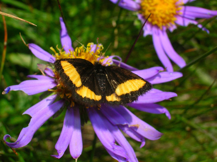 Psodos quadrifaria (Lepidoptera, Geometridae)