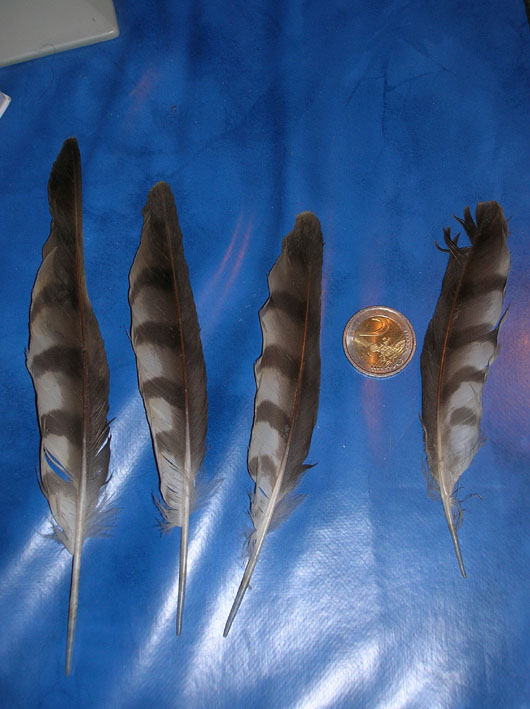 Penne - Sparviere (Accipiter nisus)
