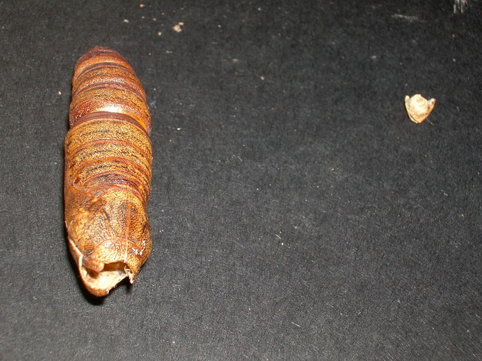 Hyles euphorbiae