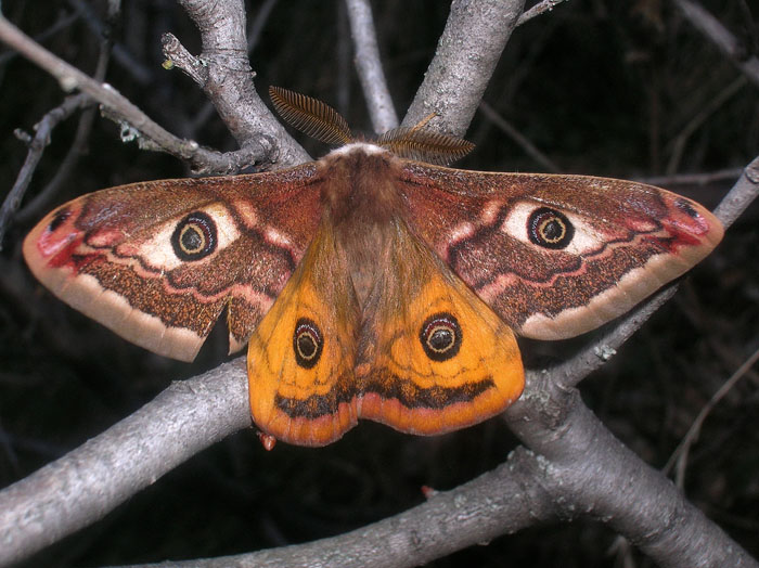 Saturnia pavoniella