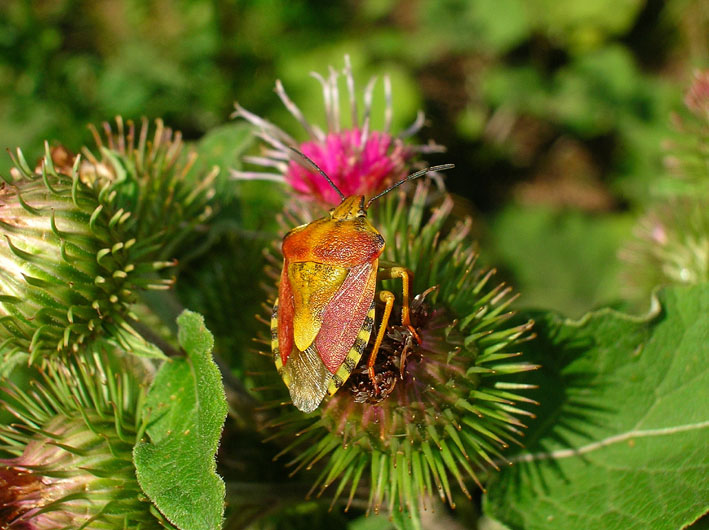 Carpocoris pudicus